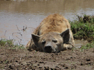 Hyena cooling off in Ngorongoro Crater