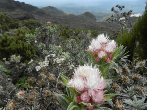 Kilimanjaro Flora